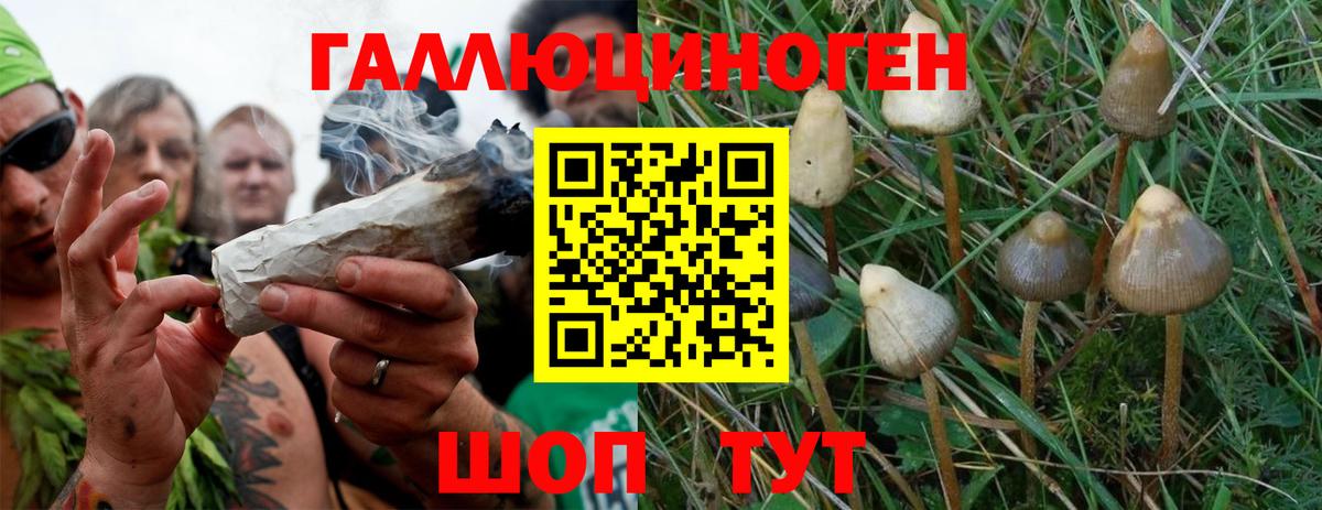 Псилоцибиновые грибы мухоморы  Псилоцибиновые грибы Psilocybine cubensis  Вход с VPN  Алейск 